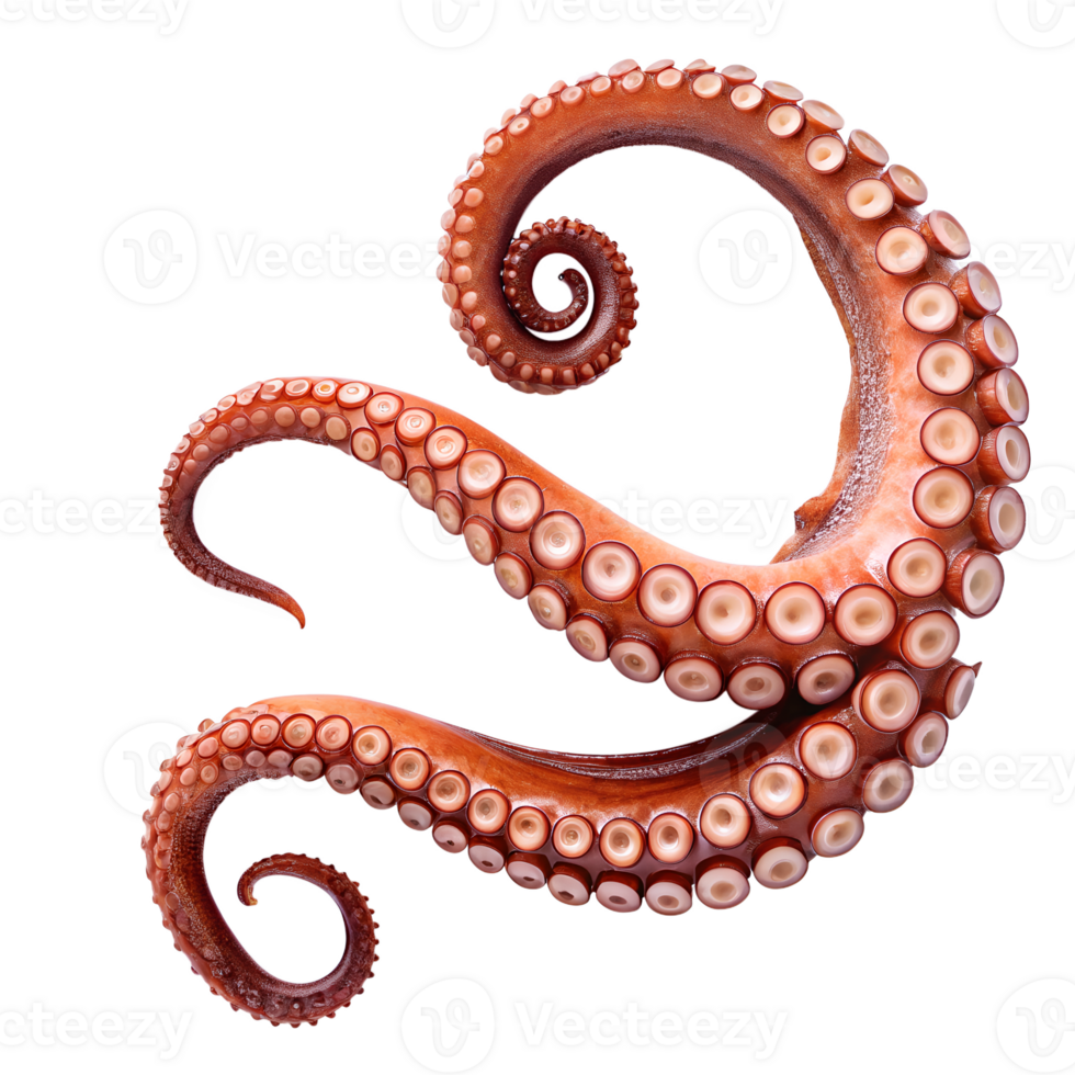 A mesmerizing close-up of an octopus tentacle showcases its intricate texture and the captivating patterns of its suckers. png