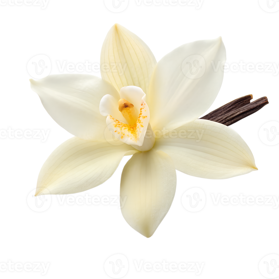 A close-up of a delicate vanilla orchid, its creamy petals and intricate details png