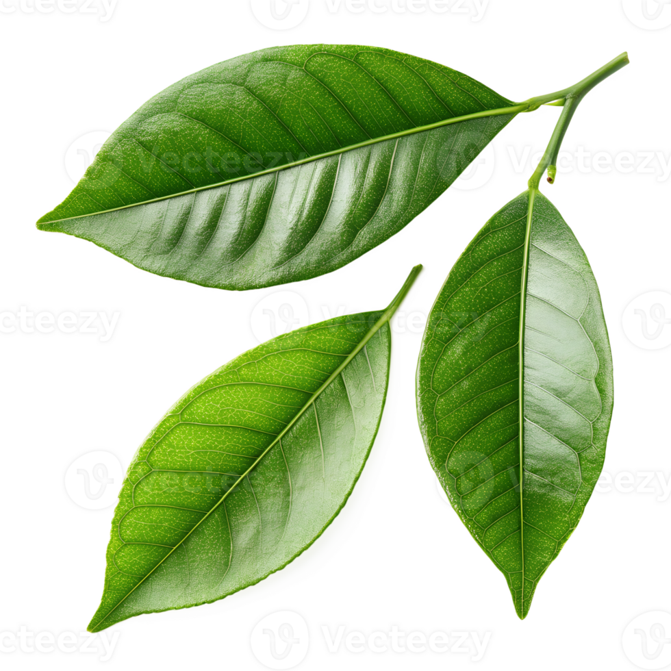 A close-up image of three vibrant green citrus leaves png