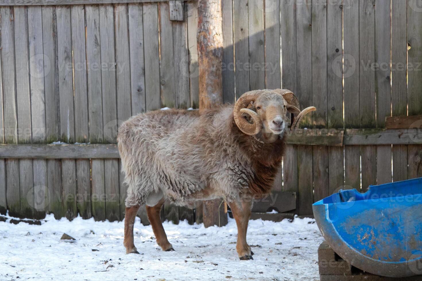 A ram standing in the snow next to a blue bucket photo