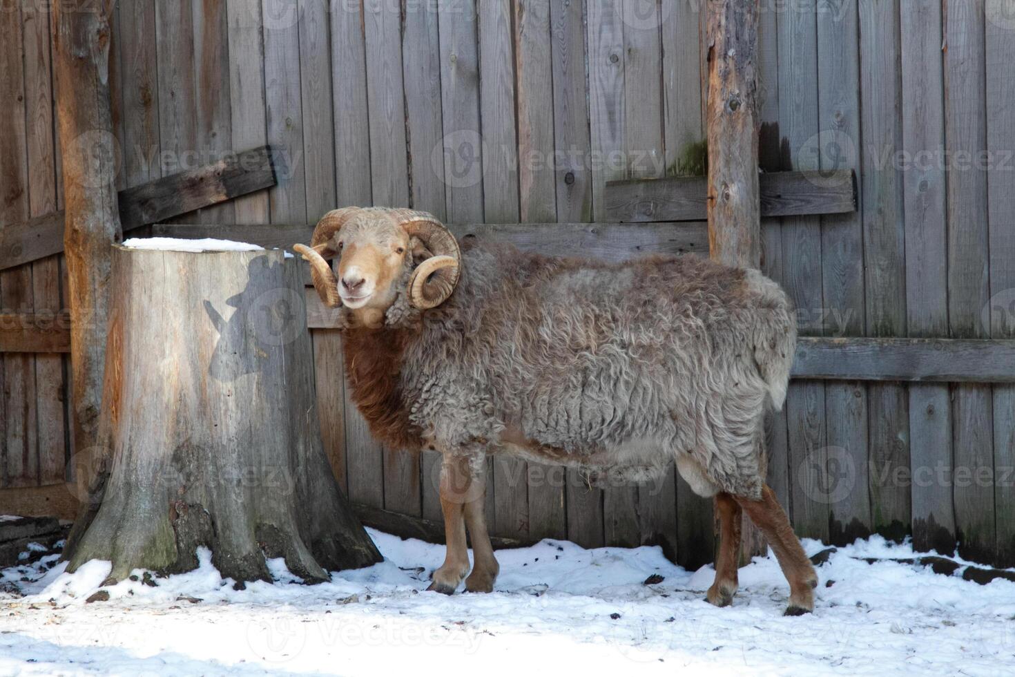 A ram standing in the snow next to a tree stump photo
