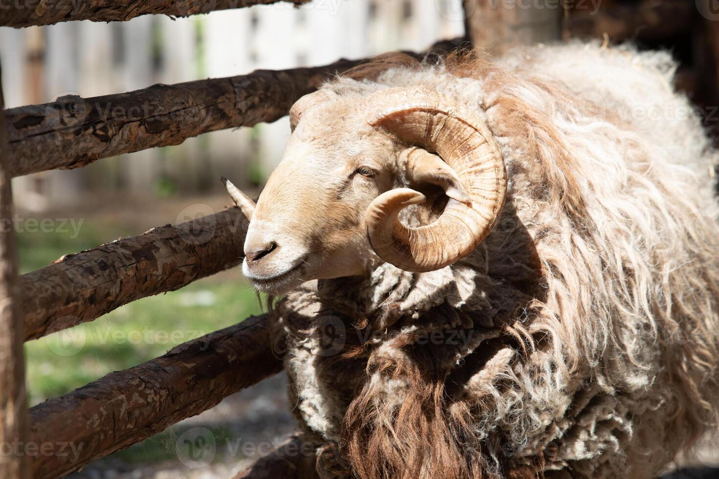 A ram standing in a pen with a fence photo