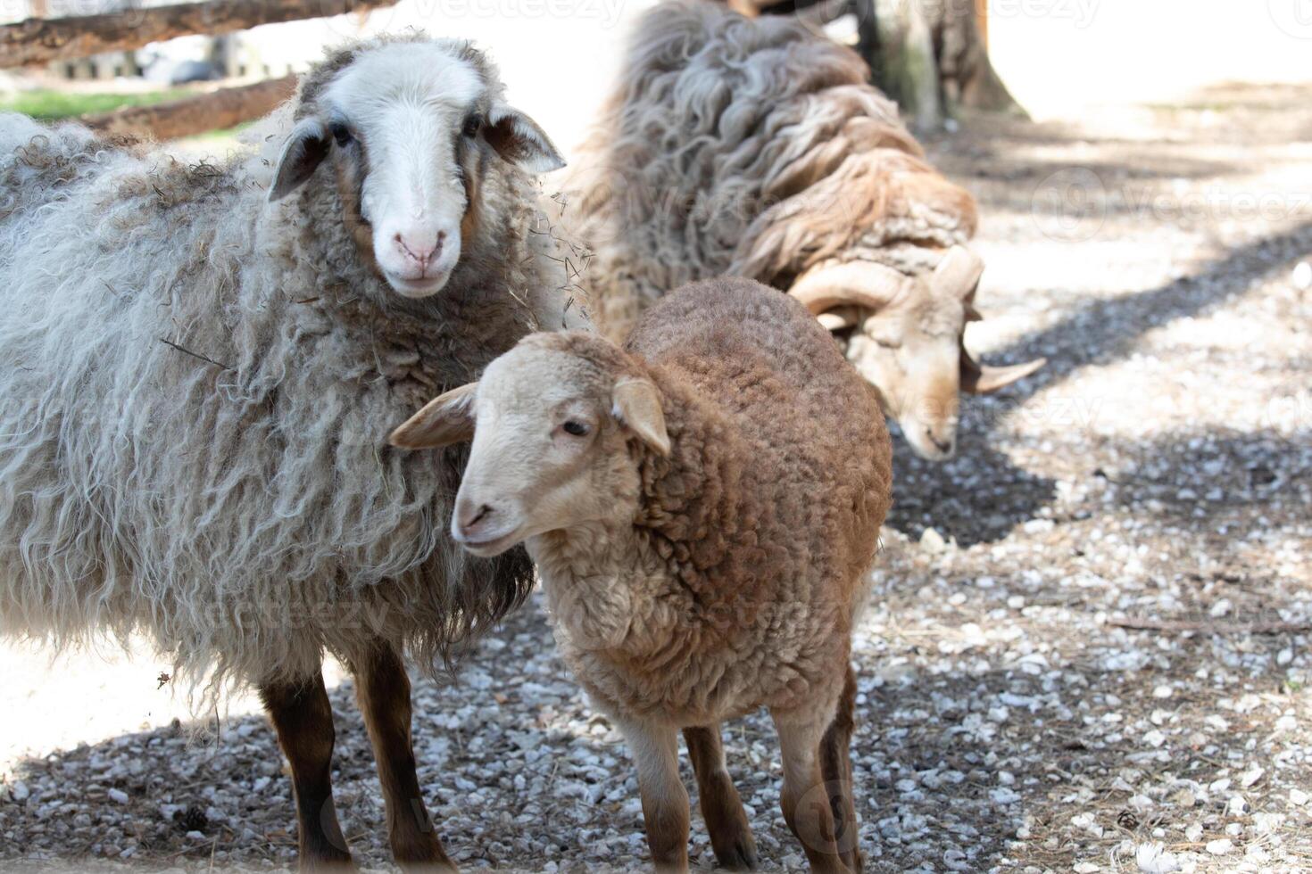 A sheep standing next to a goat photo