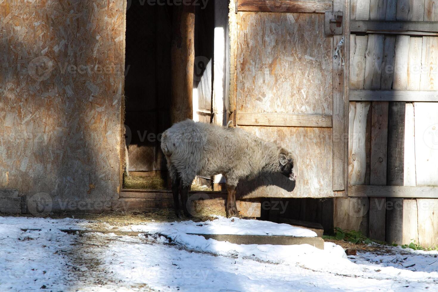 A sheep standing in front of a door photo