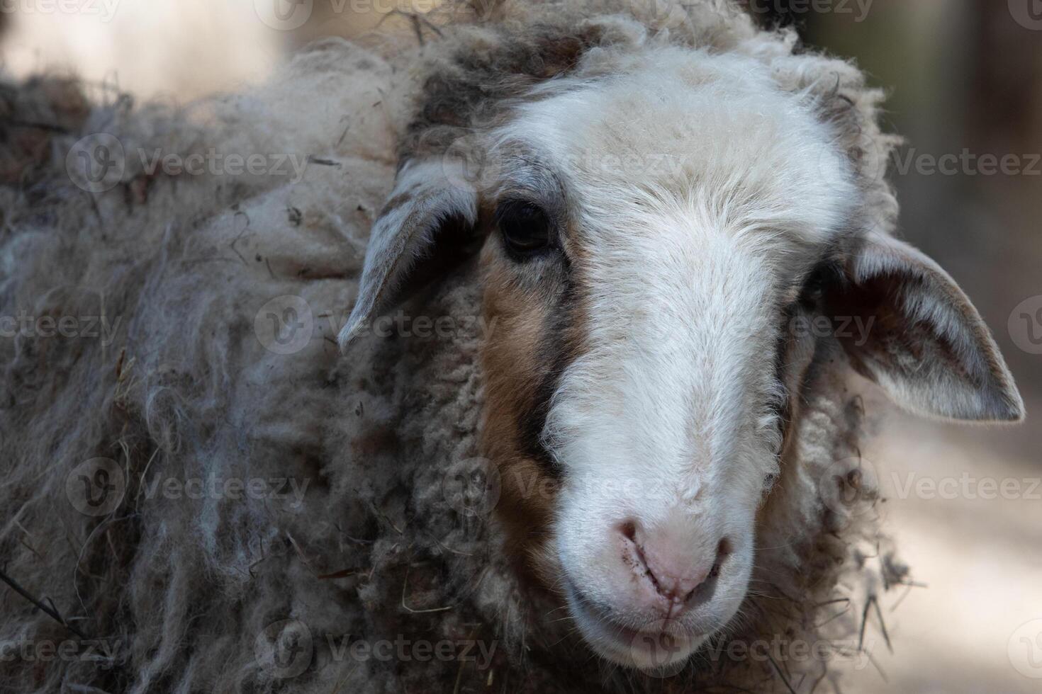 A close up of a sheep with a long face photo