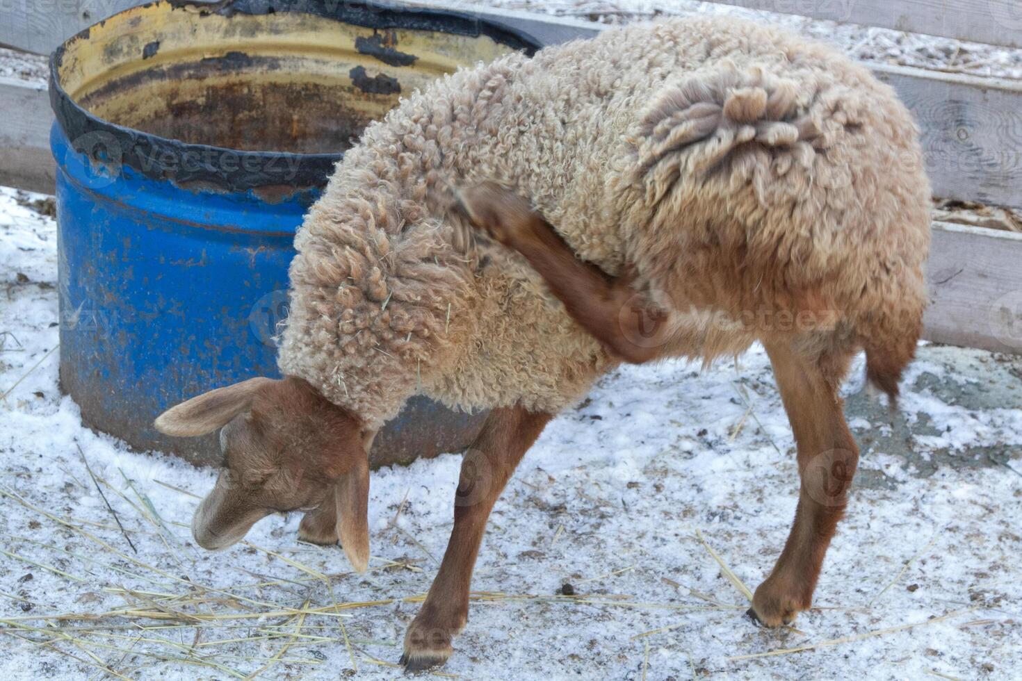 A sheep is scratching its back on a blue barrel photo