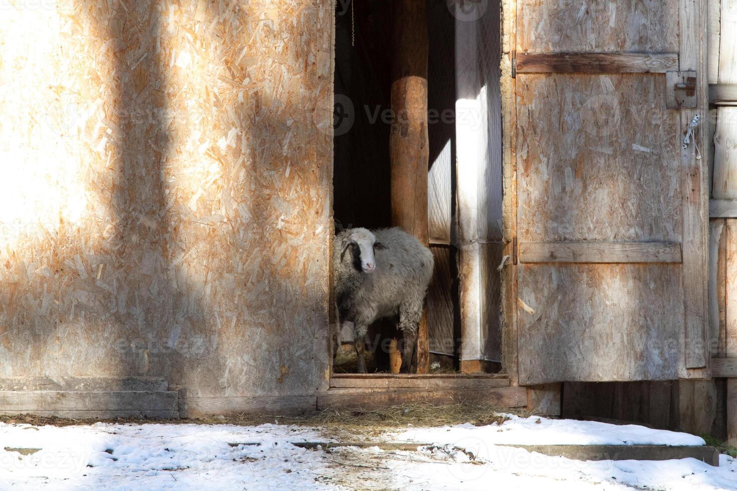 A sheep is standing in a doorway in a barn photo