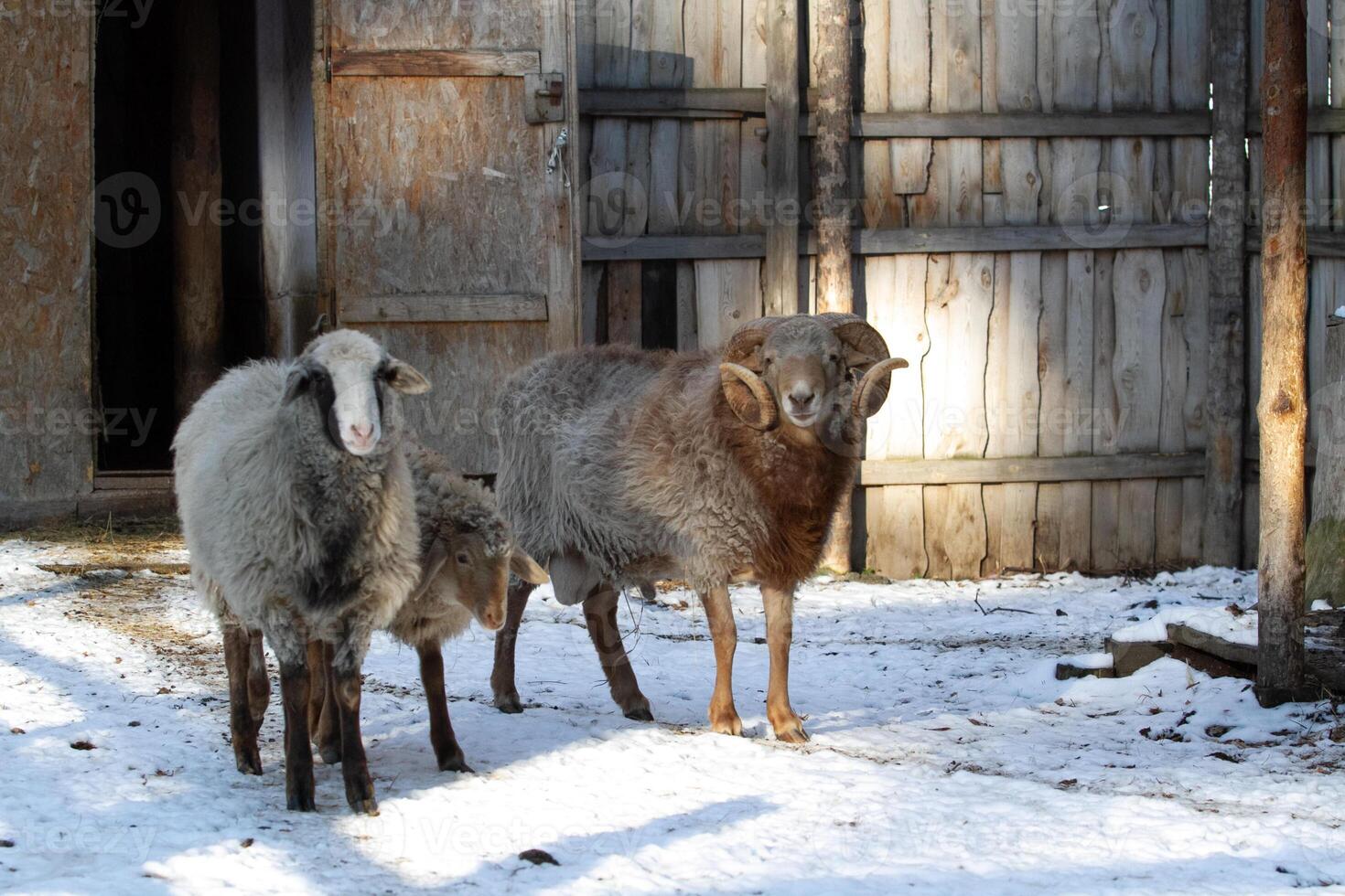 A group of sheep standing in the snow photo