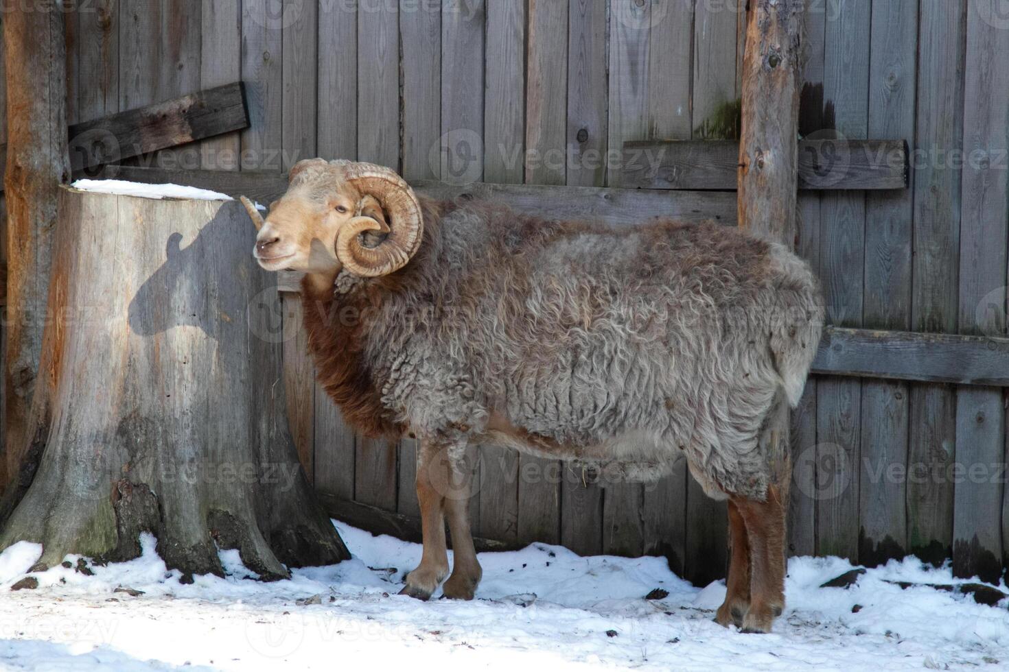 A ram standing in the snow next to a wooden fence photo