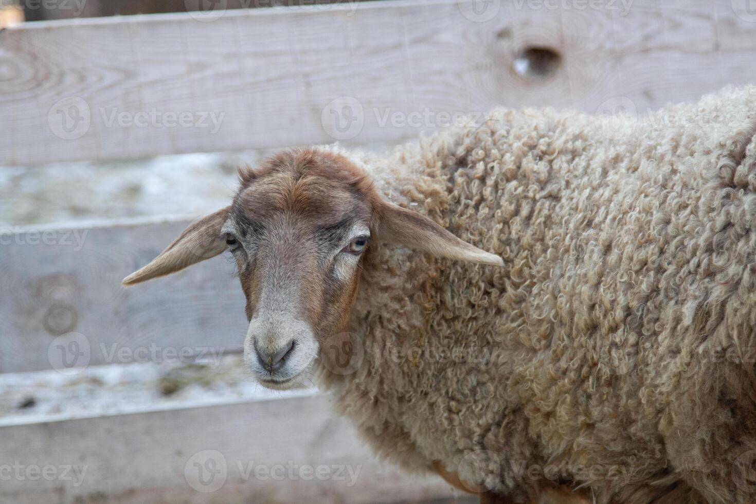 A sheep standing in front of a wooden fence photo