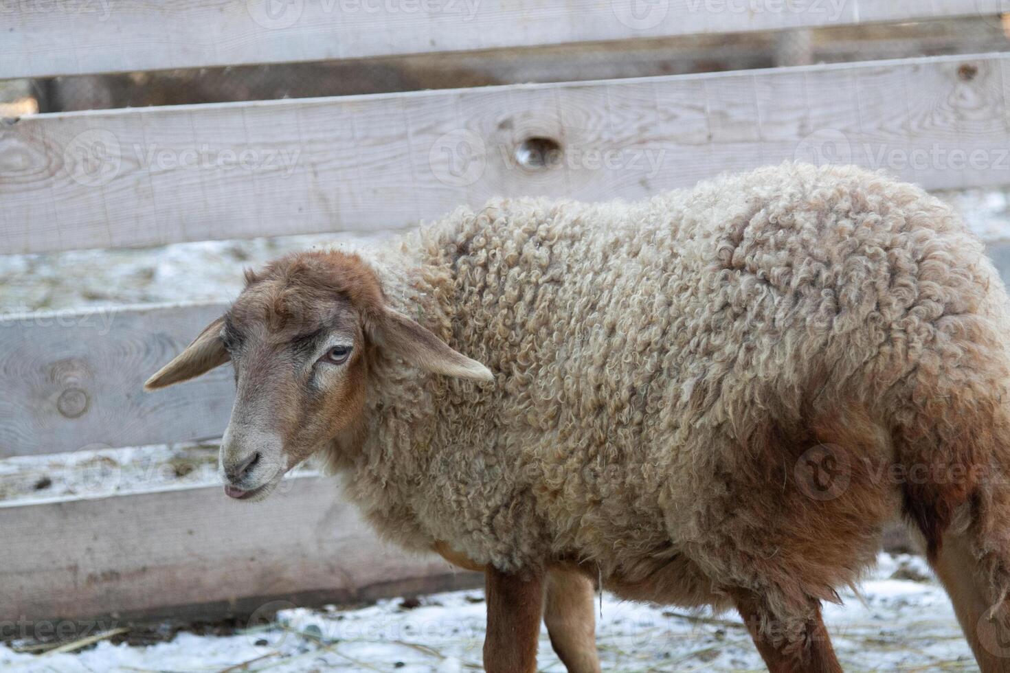 A sheep standing in a snow covered field photo