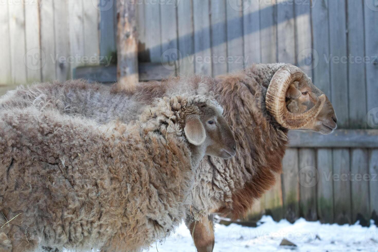 A ram and a lamb standing in the snow photo