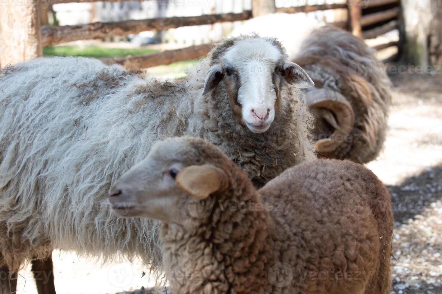 A sheep standing next to a ram photo