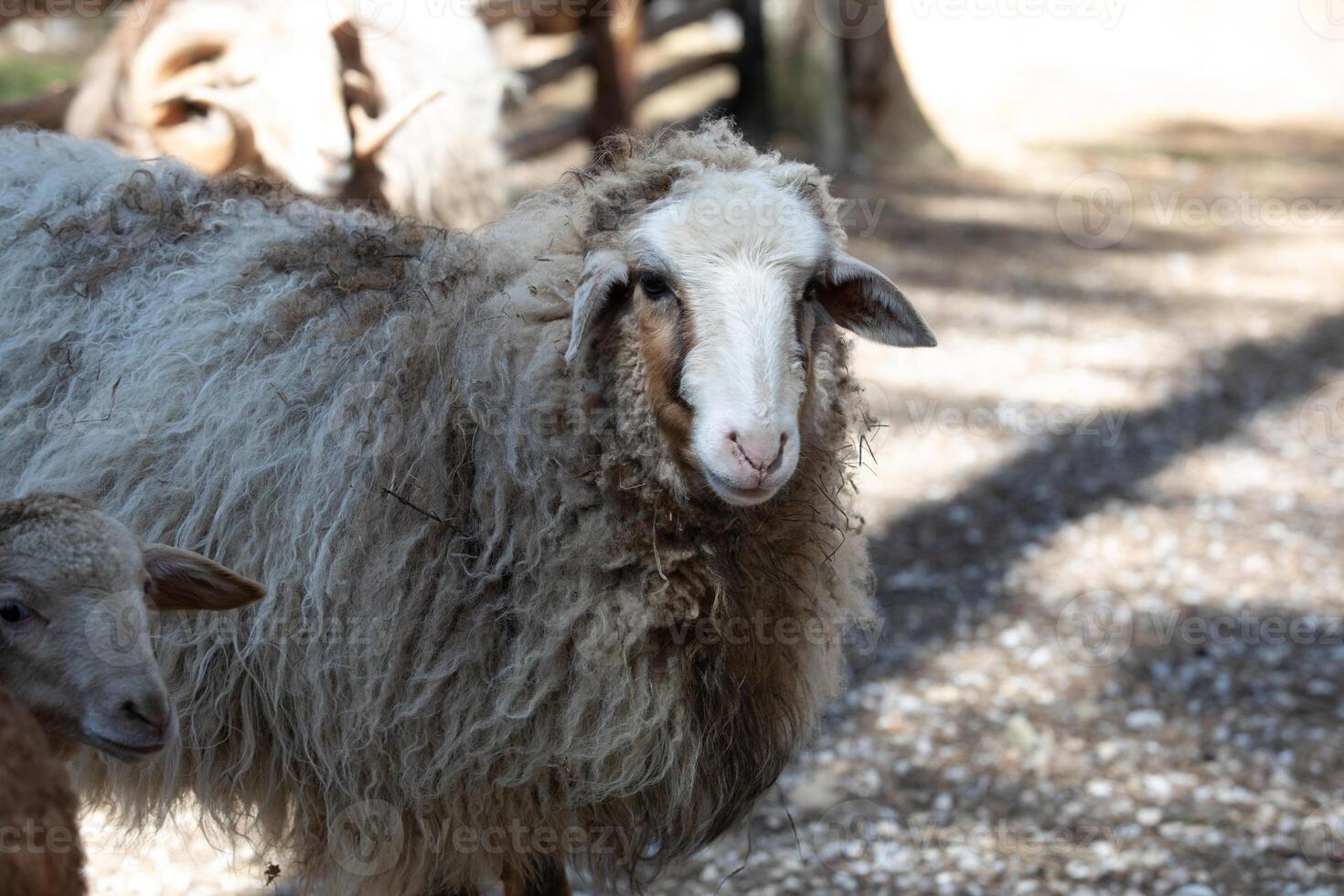 A sheep standing next to a baby sheep photo