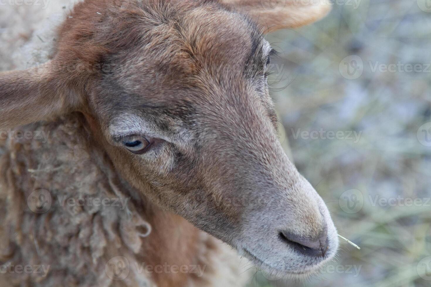 A close up of a sheep with a hay bale in its mouth photo