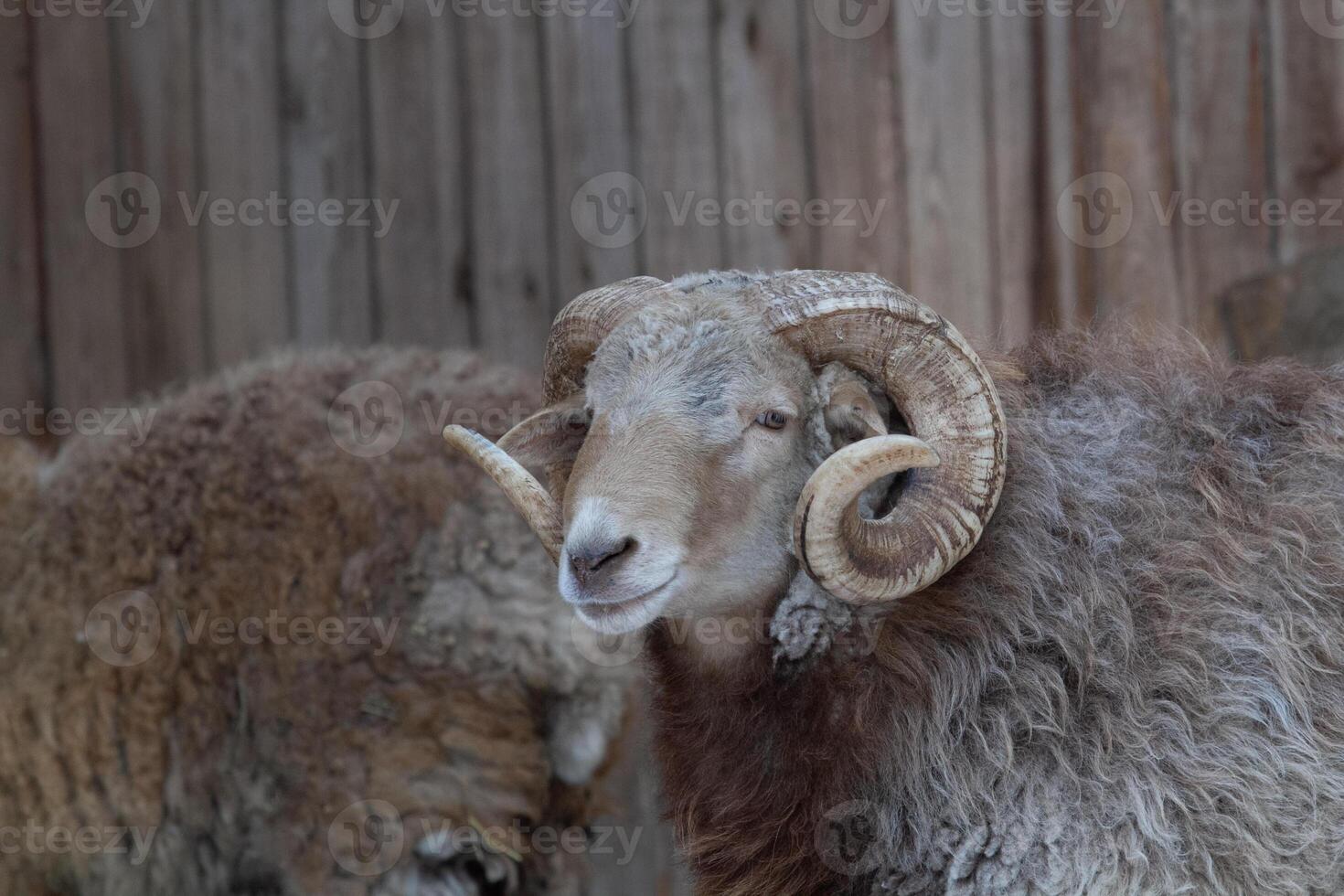 A ram with long horns standing next to a wooden wall photo