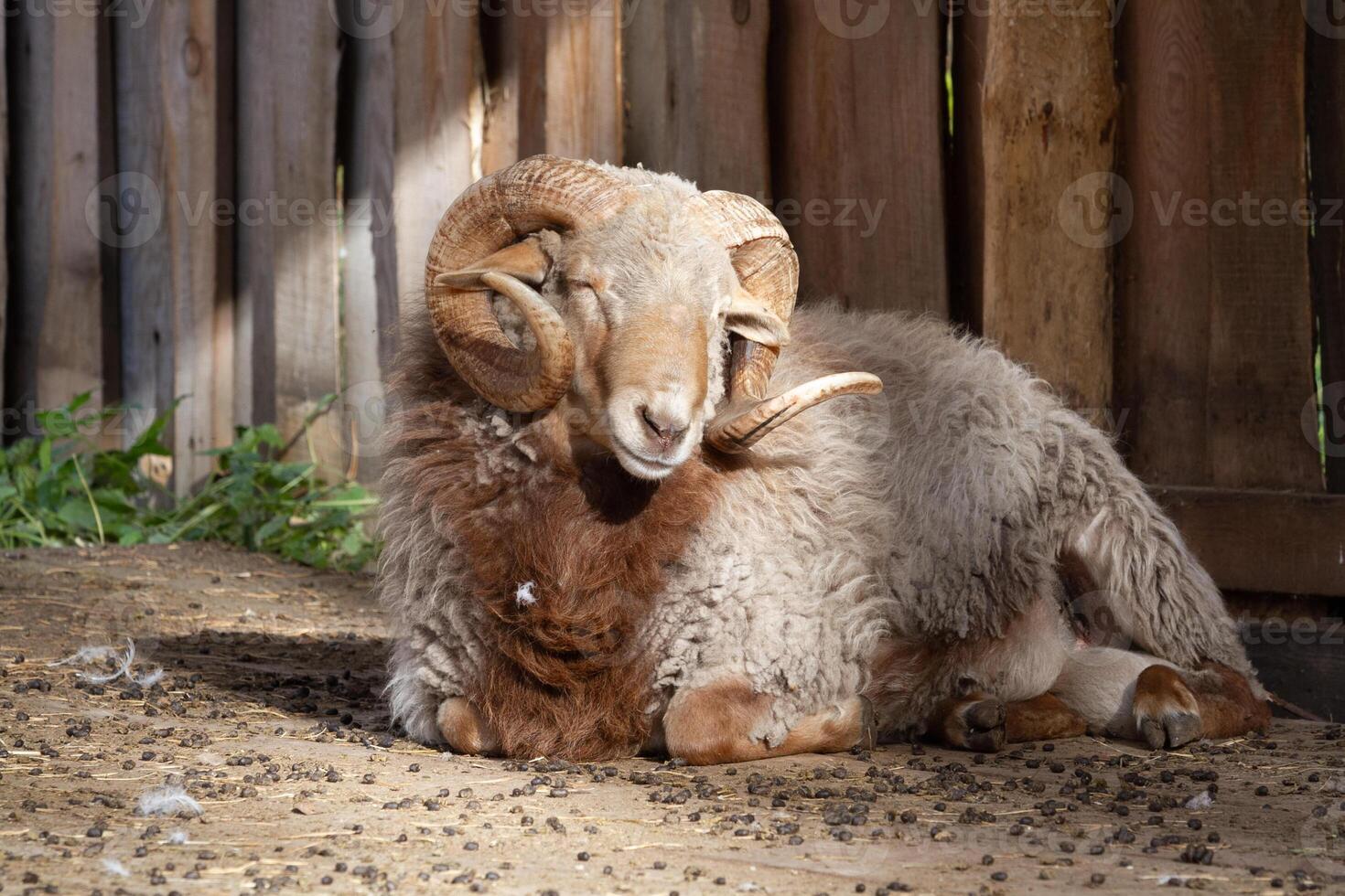 A ram laying down on the ground next to a wooden fence photo