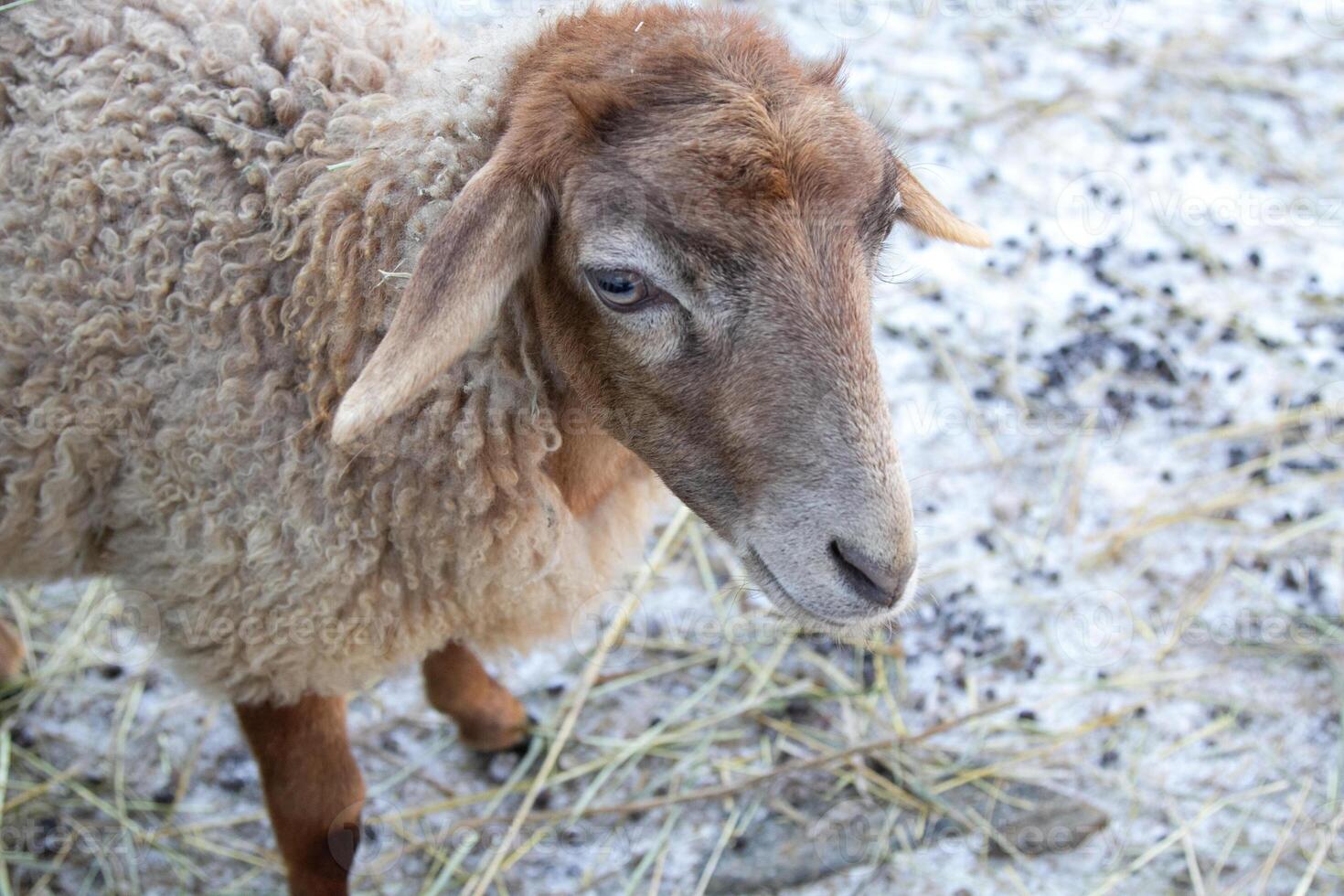 A sheep standing in a field of grass photo