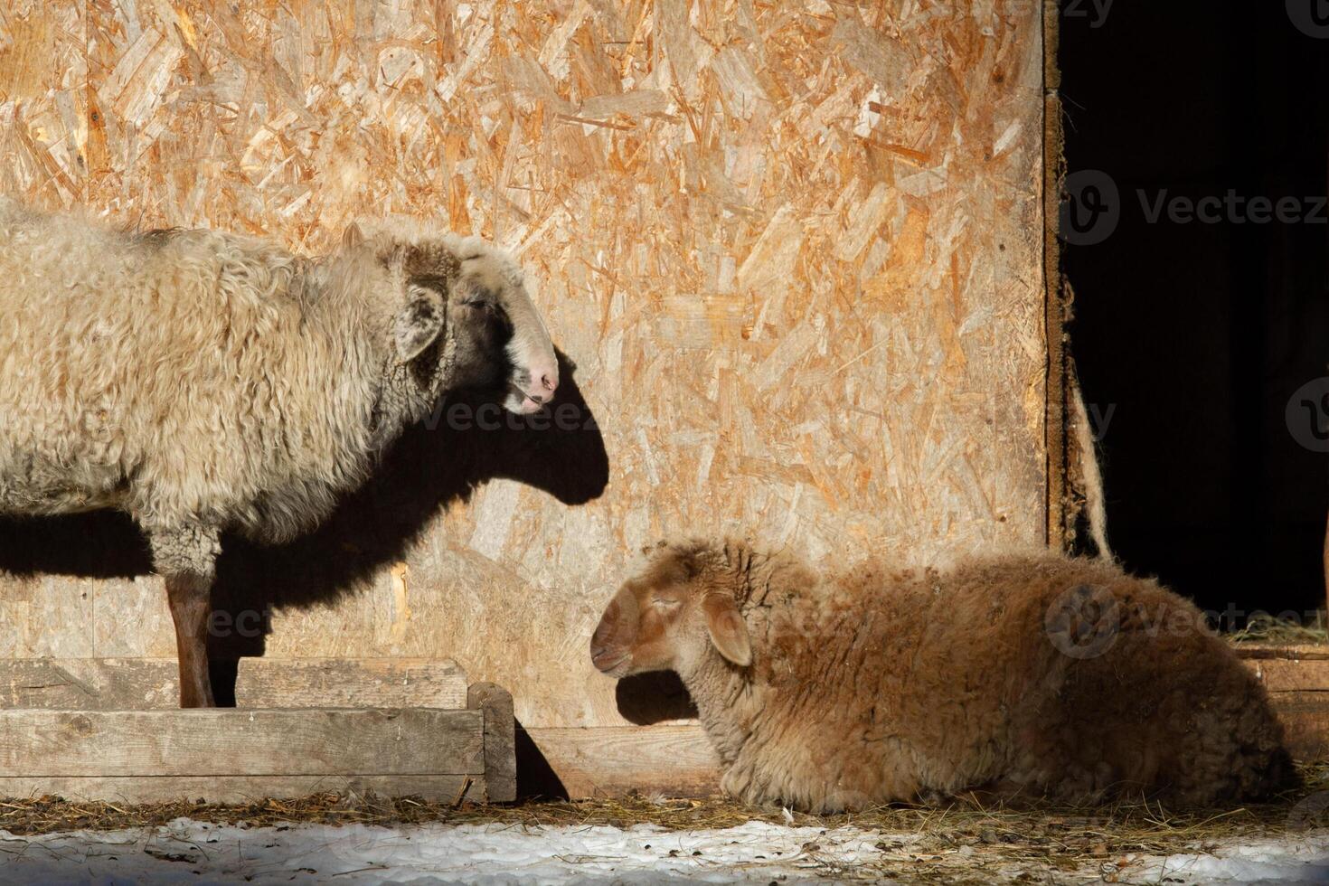 A sheep standing next to a sheep laying down photo