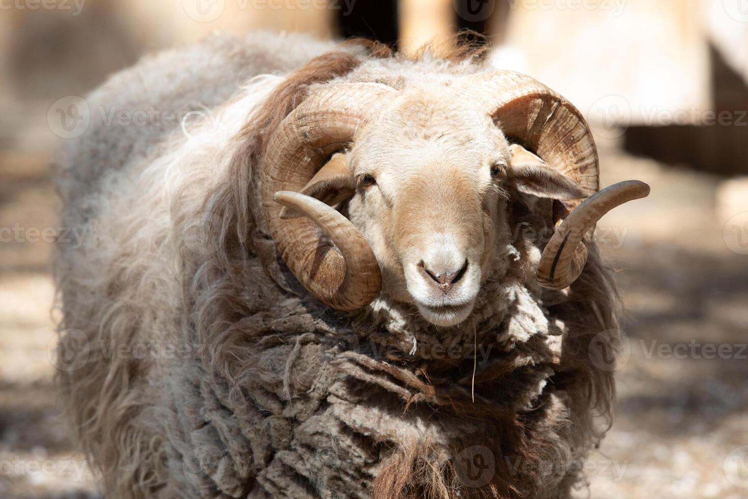 A ram with long horns standing in a dirt field photo