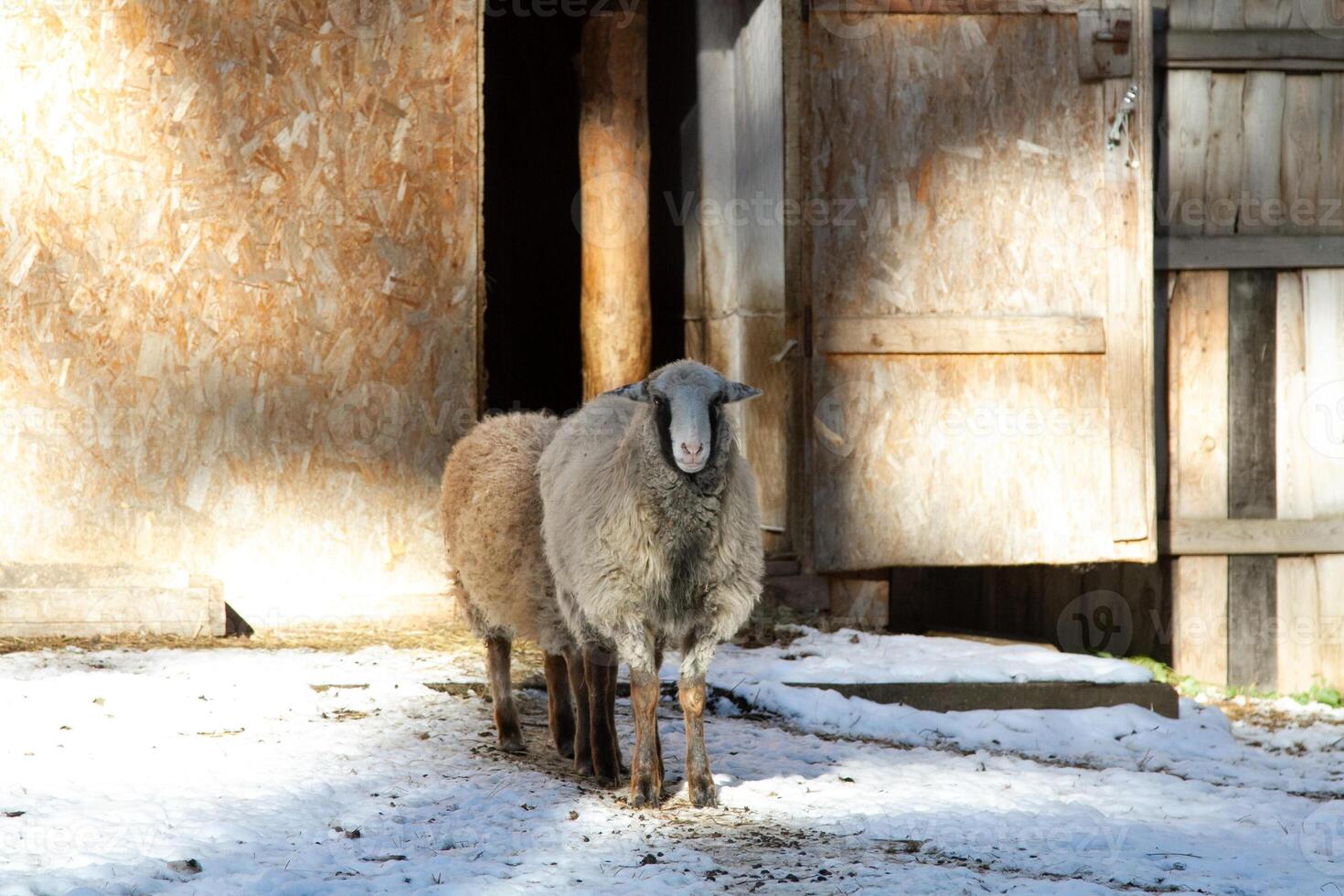 Two sheep standing in snow outside of a barn photo