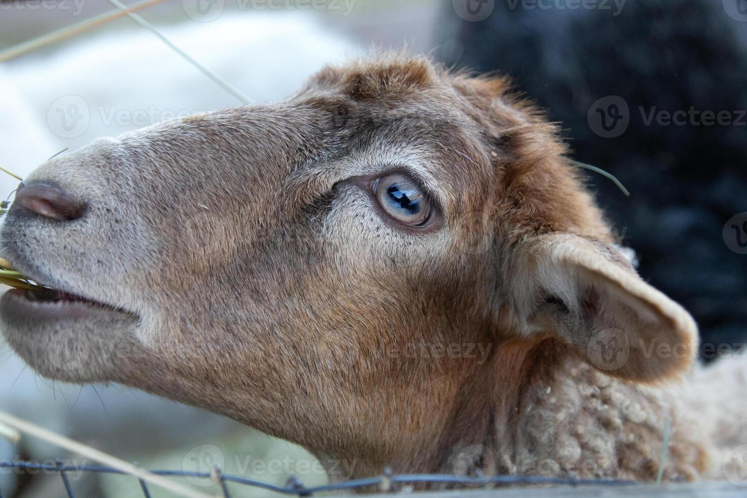 A goat eating grass photo