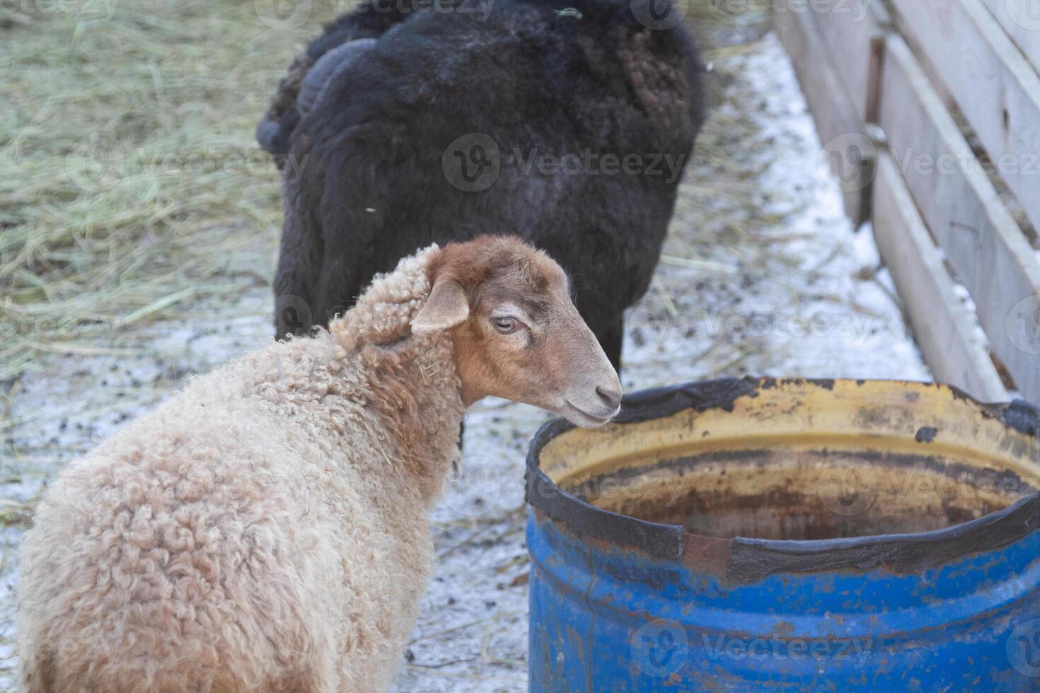 A sheep and a goat standing next to a blue barrel photo