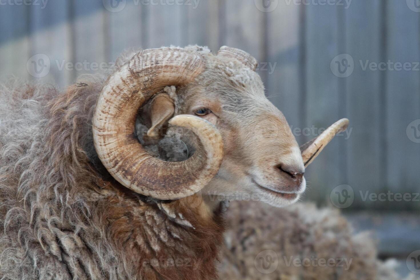 A ram with long horns standing in front of a wooden fence photo