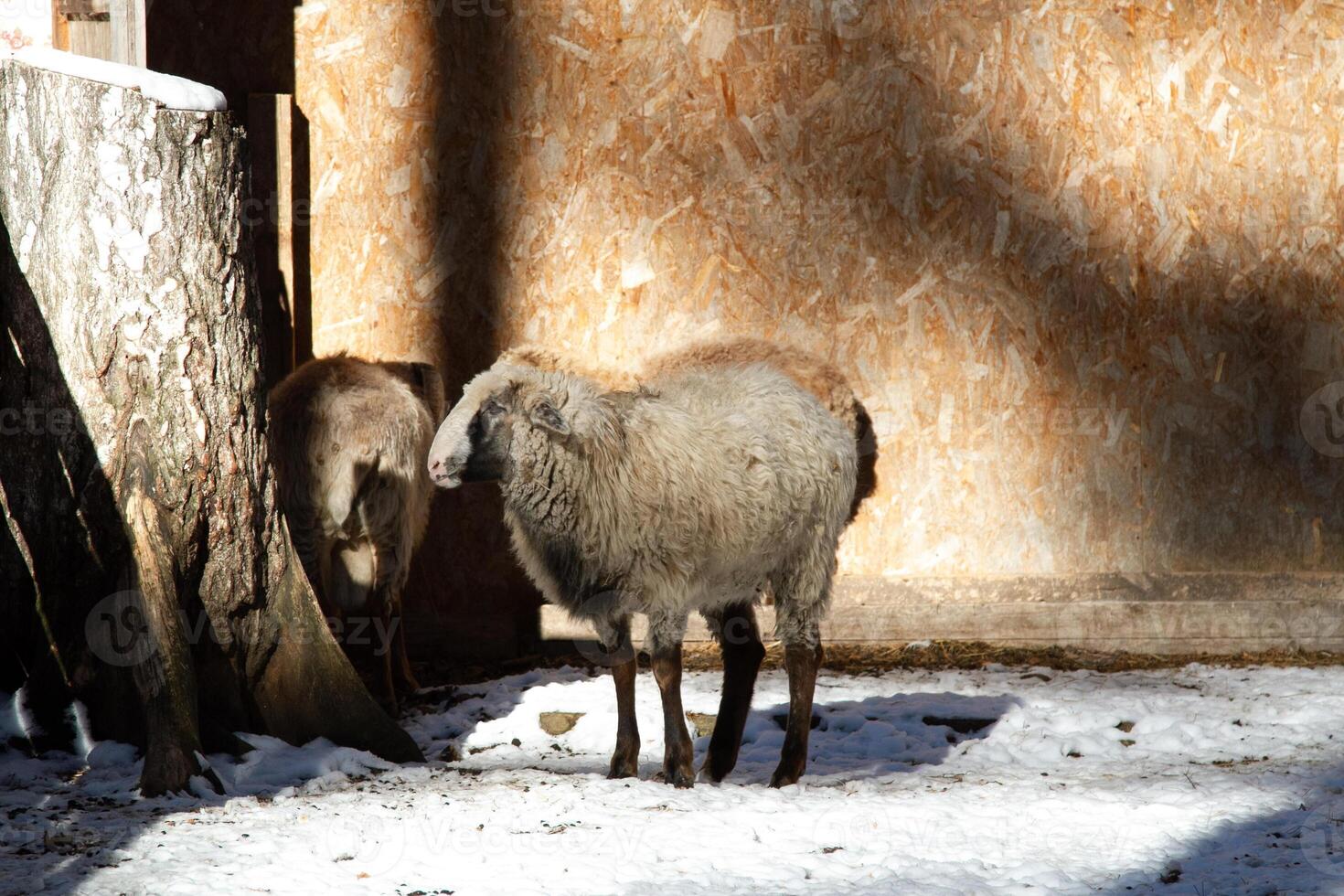 A sheep standing next to a tree in the snow photo