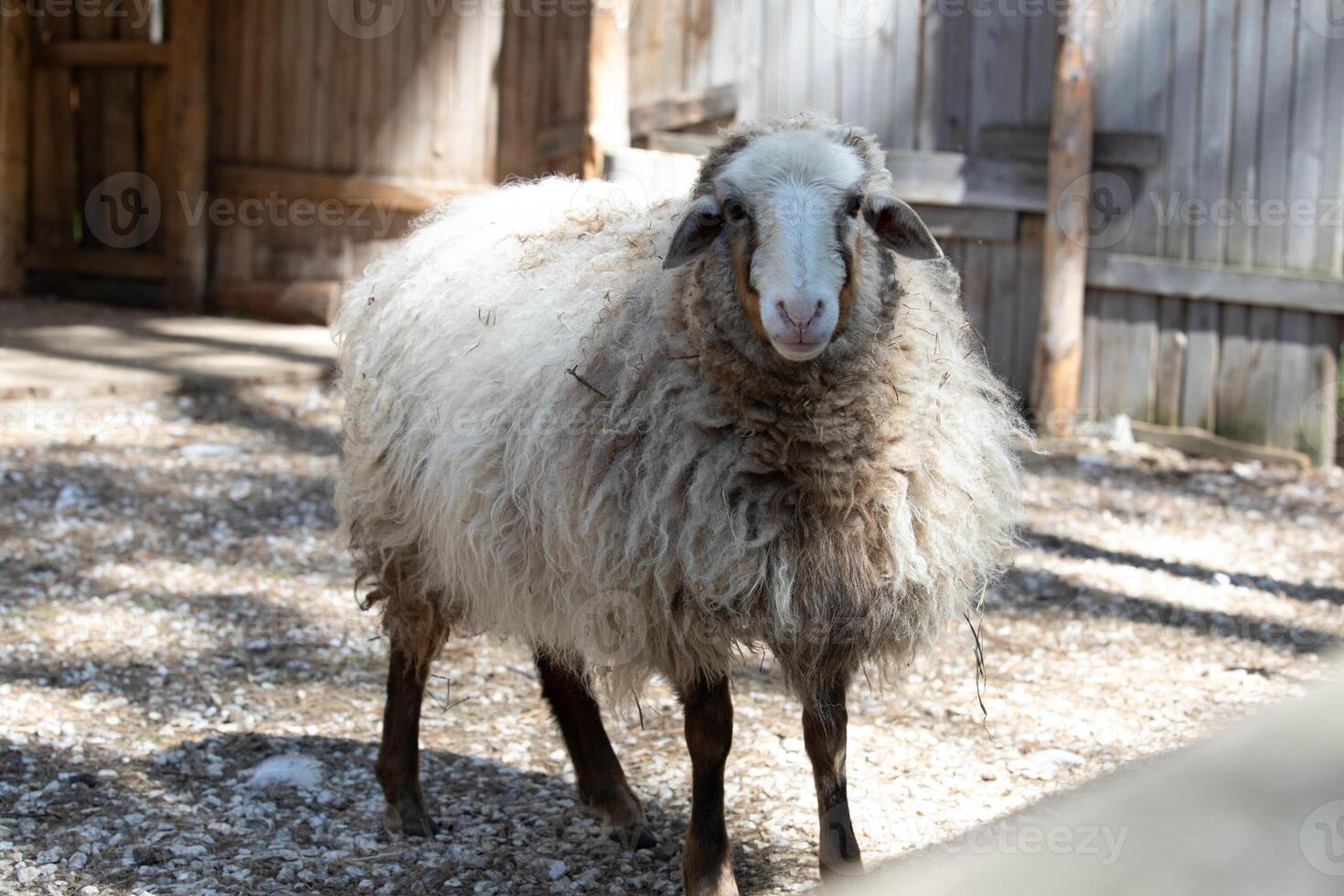 A sheep standing in a dirt area with a wooden fence photo