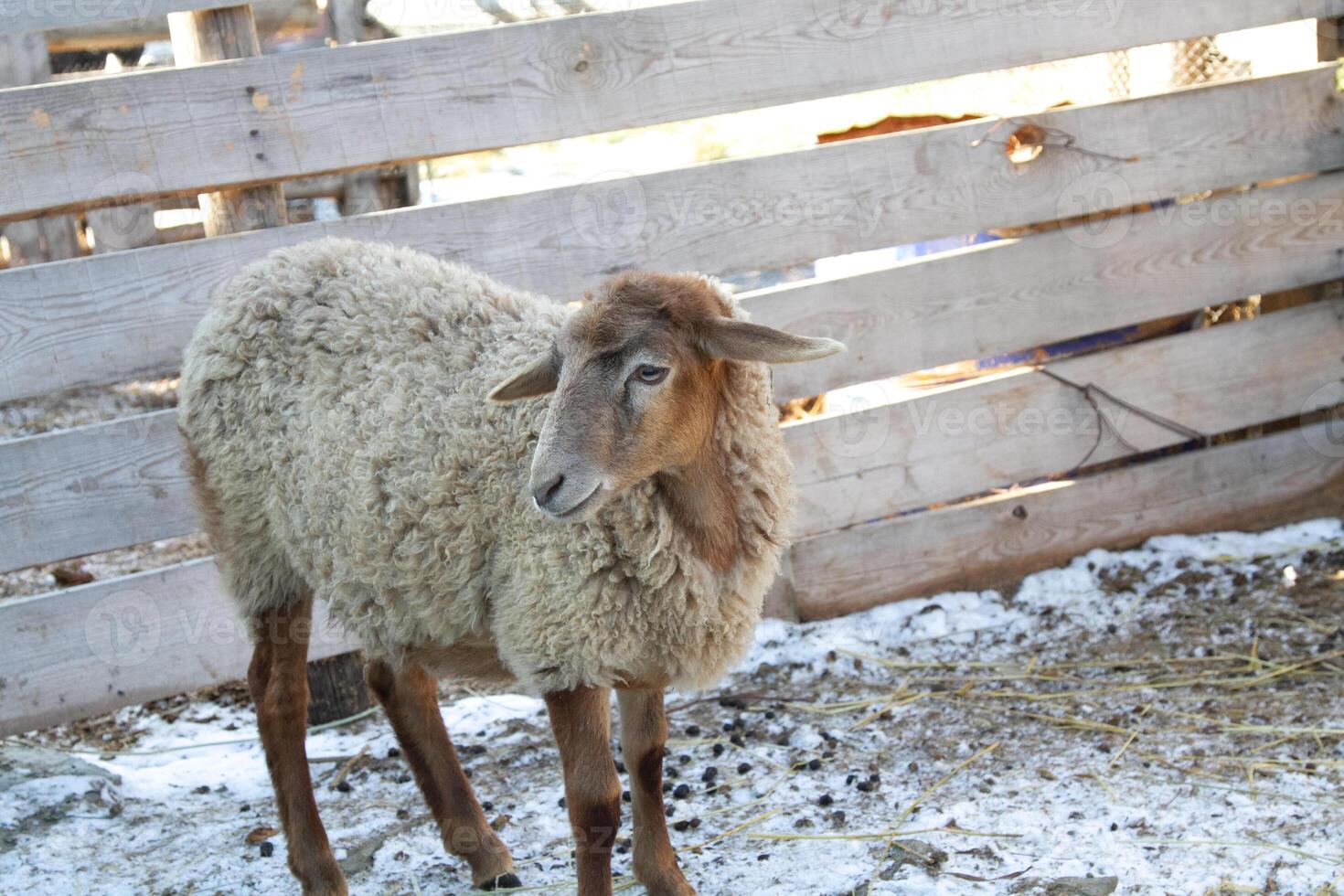 A sheep standing in a snow covered area photo