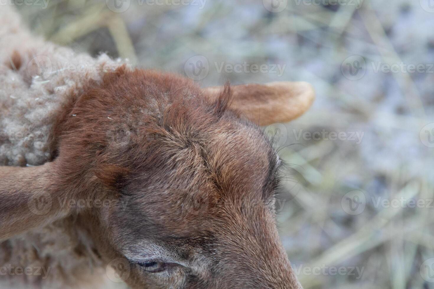 A close up of a sheep with a brown head photo
