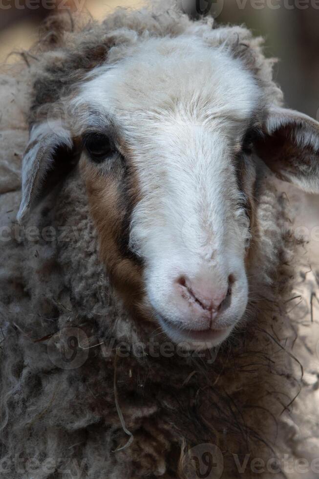 A close up of a sheep with a brown face photo