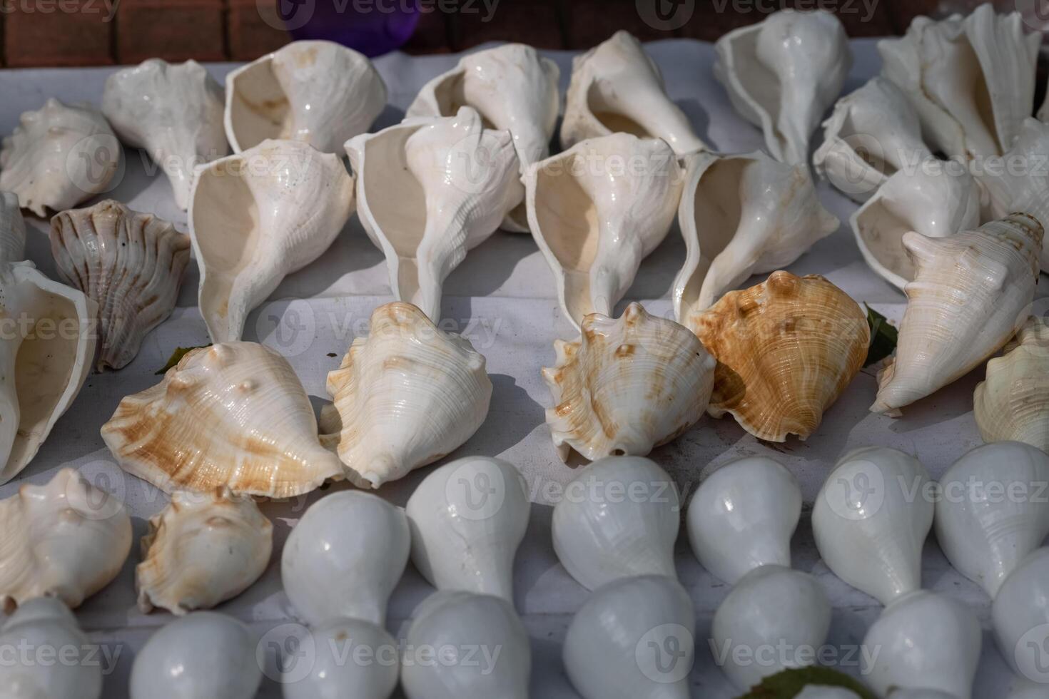 Many multi-colored shells of different shapes. Background on the marine theme photo
