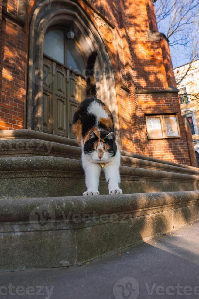 Calico Cat Stretching on Stone Steps of Historic Brick Building in Riga photo