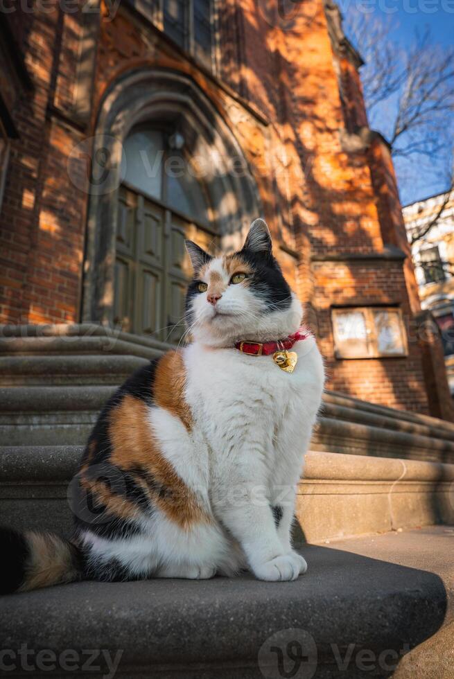 Calico Cat on Stone Steps by Historic Brick Building in Riga photo