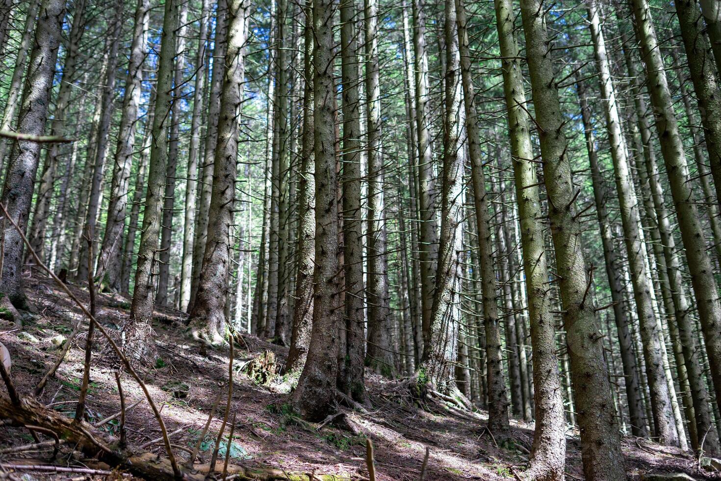Trunks of coniferous trees in a dense mountain forest in the sunlight in spring photo
