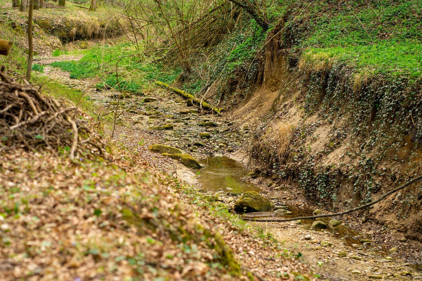 The bed of a forest mountain stream,dry from the lack of snow and rain in winter photo