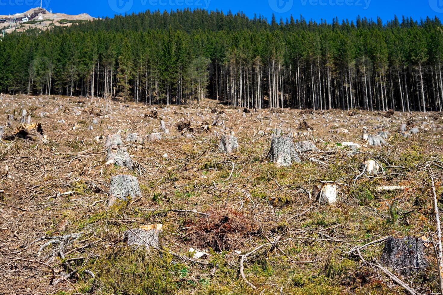 View of the remains of trees cut down in a mountain forest in the Austrian Alps photo