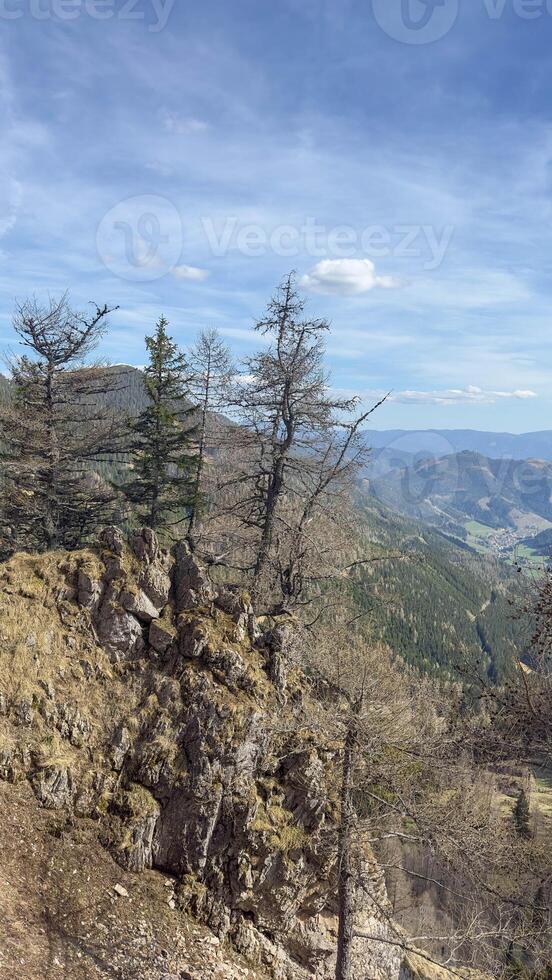 Trees on a rocky mountain against the backdrop of coniferous alpine mountains photo