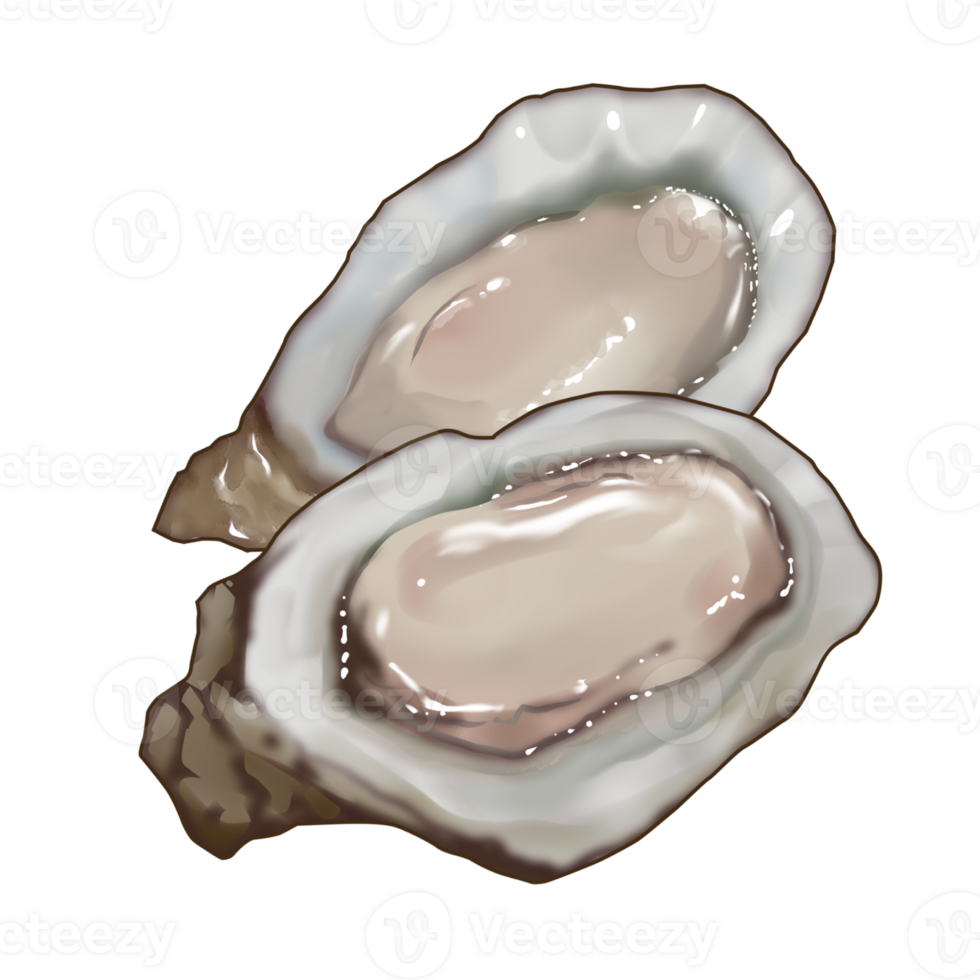 Semi real illustration a couple of raw opened oysters sashimi png