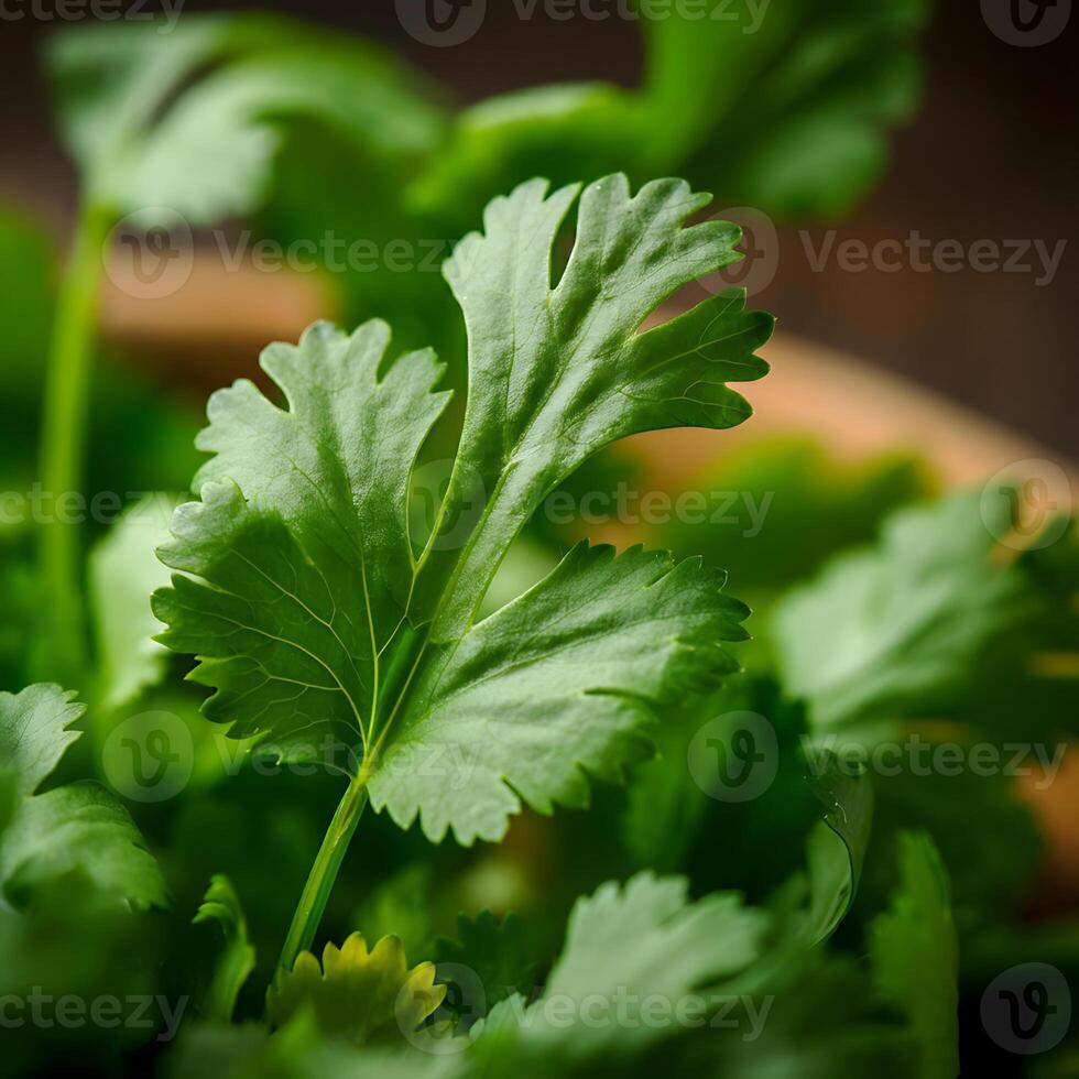 A close up of a bowl of fresh green leaves photo