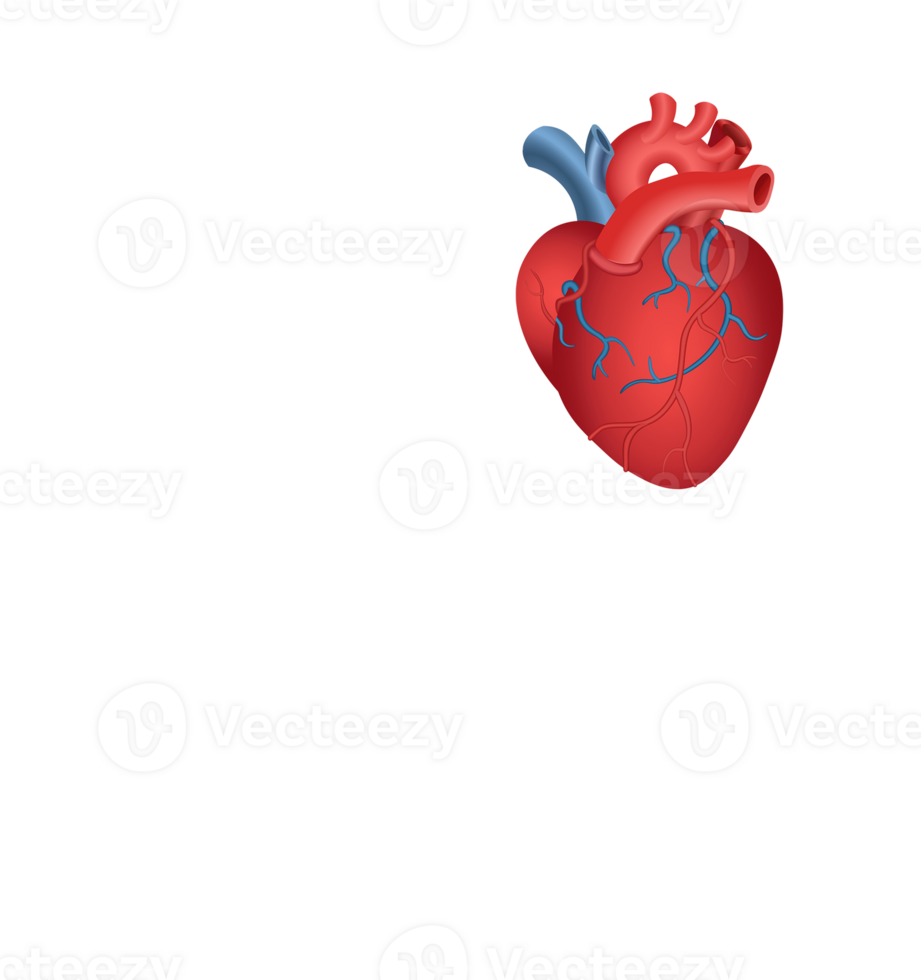 Human heart, red human heart, transparent background. Copy space. png