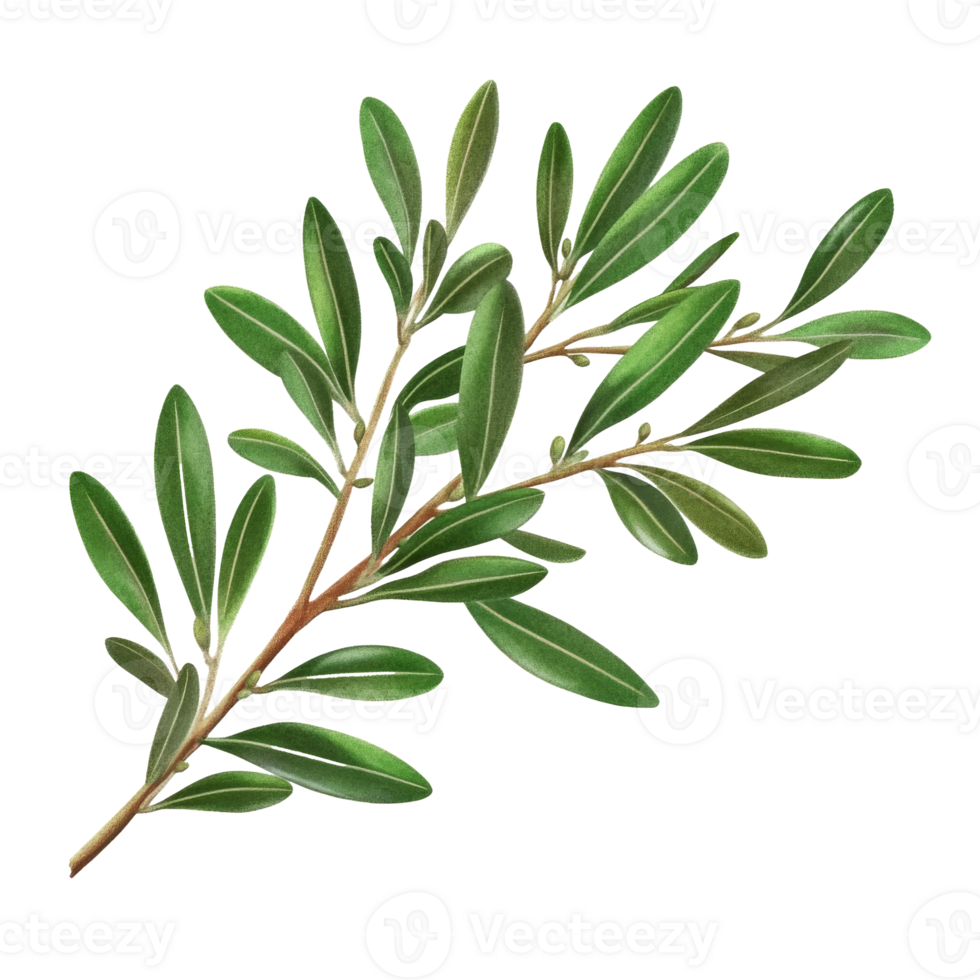 Fresh Olive Branch with Green Leaves Isolated png