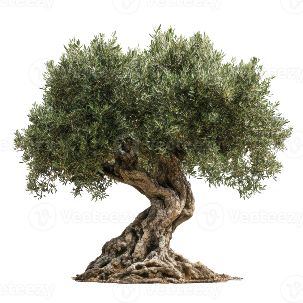 Olive tree with twisted trunk and dense green foliage png