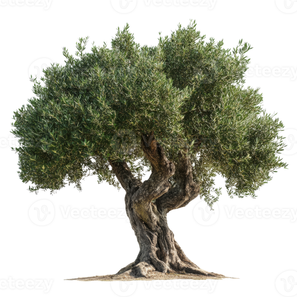 Lush Green Olive Tree Isolated png