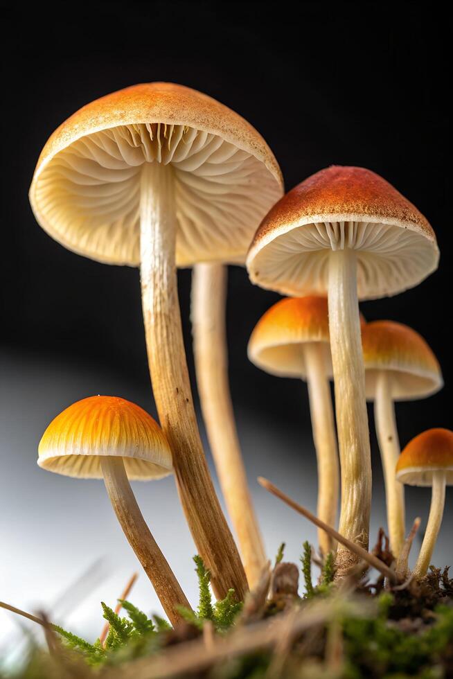 Cluster of psilocybe mushrooms with distinctive caps, hallucinogenic species in damp forest environment photo