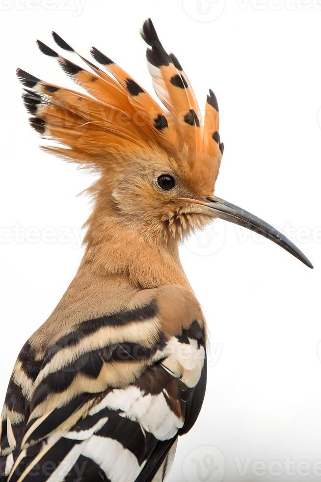 Detailed close-up of a hoopoe bird showcasing its vibrant plumage and distinctive fan-shaped crest photo