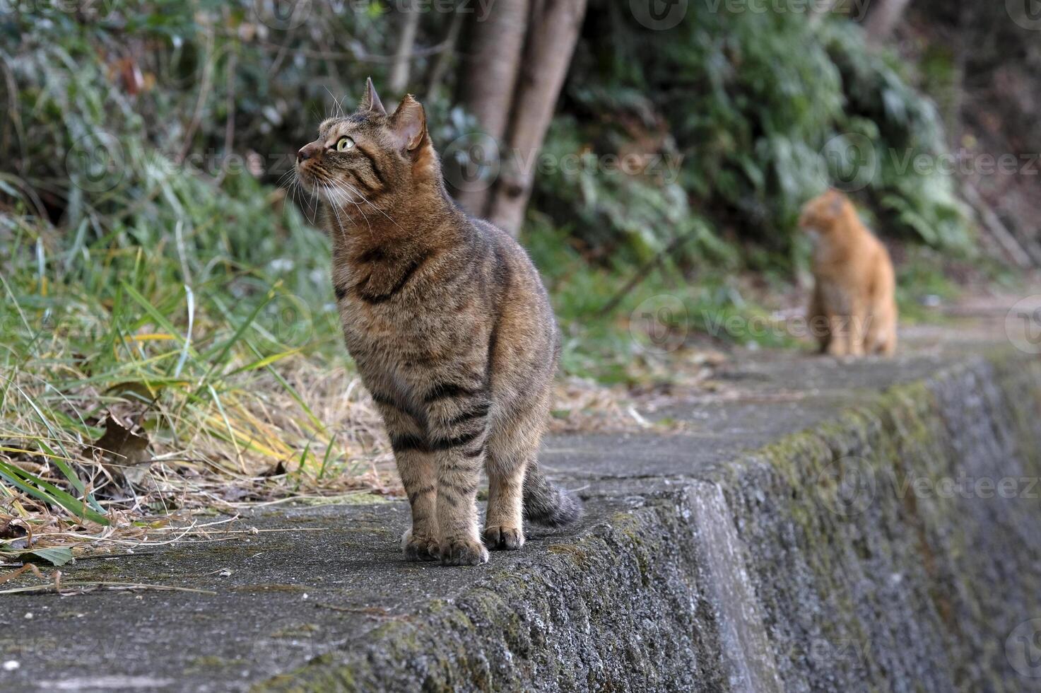 Two cats walking on a wall looking up photo