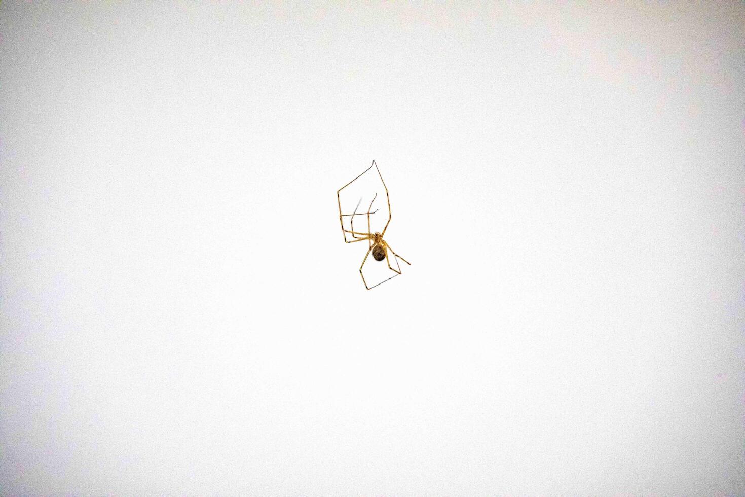 Pholcus phalangioides 1775, commonly known as the house-knight is a species of spider belonging to the family Pholcidae, common in homes and in dark and humid spaces. photo